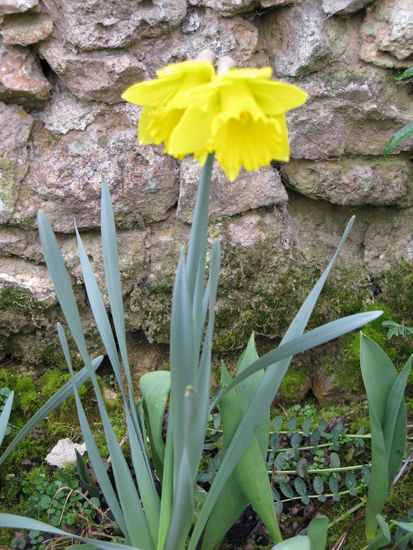 tulipan Naturaleza Color (Digital)