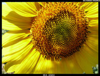 Girasol