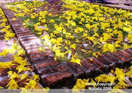 Alfombra de flores