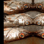 UOU! TELOREPITO (ANIMAL) thumbnail 1