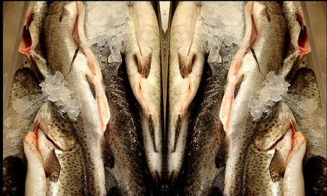 UOU! TELOREPITO (ANIMAL)