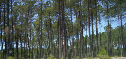 O verde da Natureza