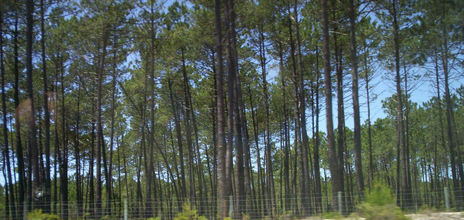 O verde da Natureza