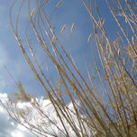 Primavera thumbnail 2