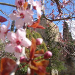Primavera thumbnail 1