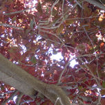 En el bosque thumbnail 2