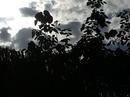 Contraluz