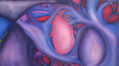 anatomia