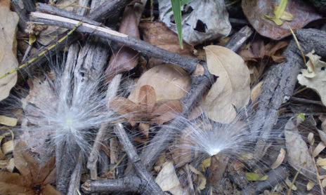 Naturaleza