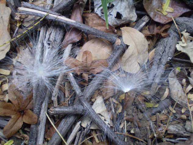 Deseos estancados Naturaleza Técnicas alternativas