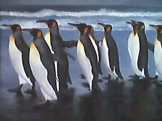 Pinguinos