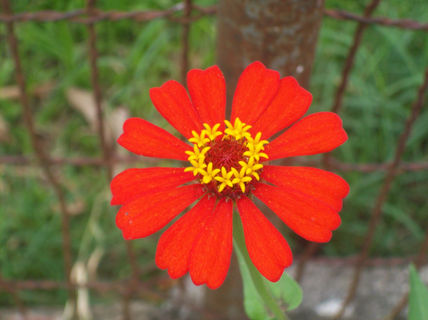 Flor