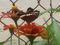 flor