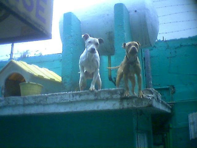 Ladridos desde el tejado