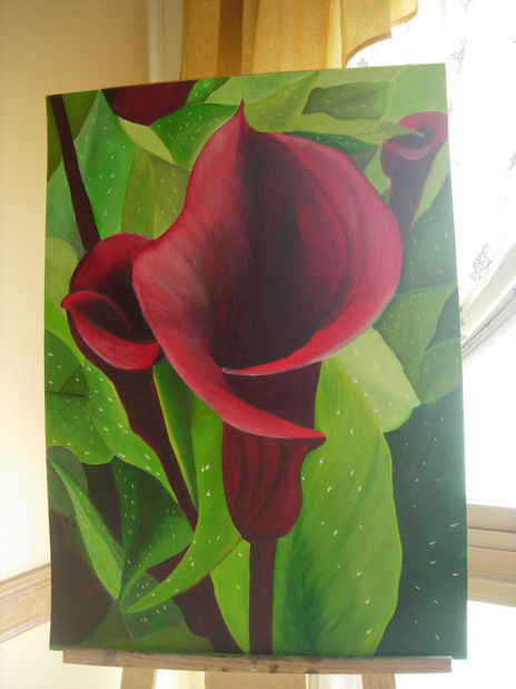 Zantedeschia
