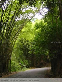 Camino a Choroní