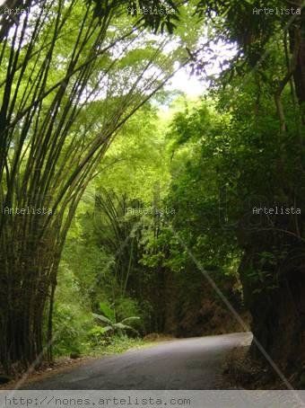 Camino a Choroní