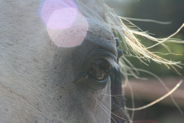 mirada 