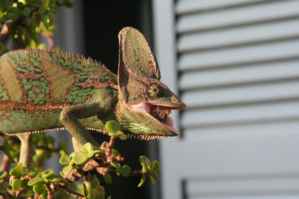 Camaleon