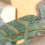 Animales thumbnail 2