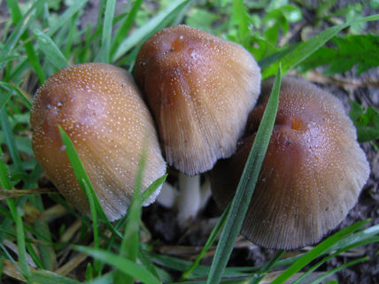 Hongos sin Sabina