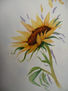 Girasol