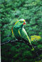 El perico verde