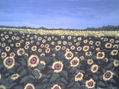 girasoles