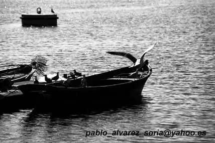 Barca con gaviotas