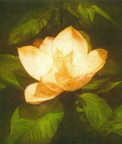MAGNOLIA