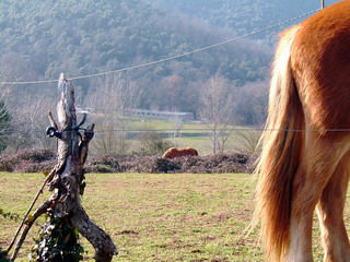 Trozos de caballo