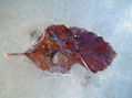 Hoja