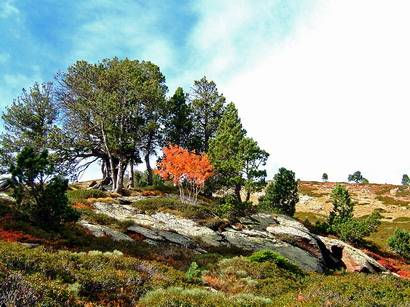 Jardín en el Canigó 