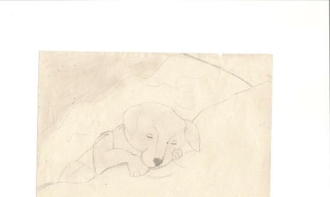 Animales