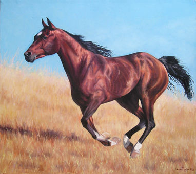 Caballo al galope Oil Canvas Animals