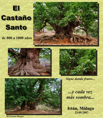 El Castaño Santo