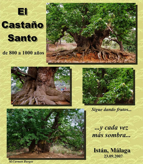 El Castaño Santo Others Landscaping