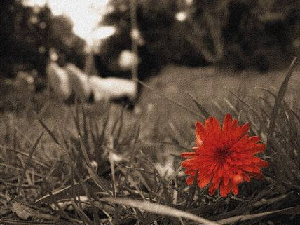 Flor y columpio