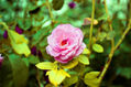 Contraste de tonalidades rosas