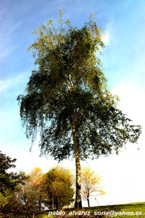 Árbol en color