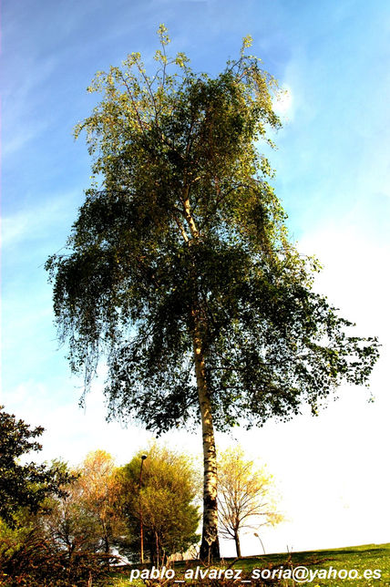 Árbol en color