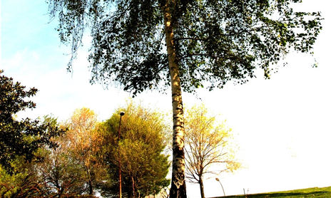 ÁRBOLES