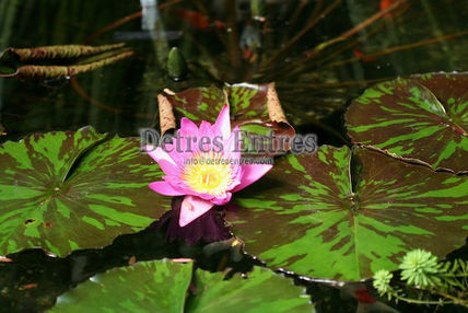 Flor acuática