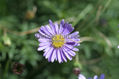 Flor