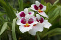 flor acuática