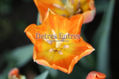 Flor