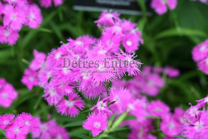 Flores