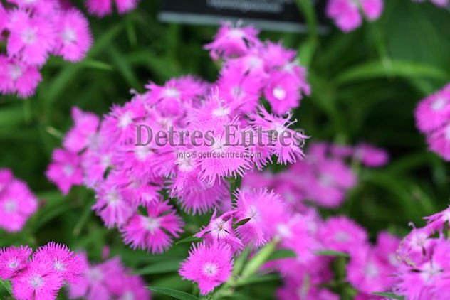 Flores
