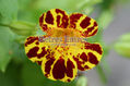 Flor