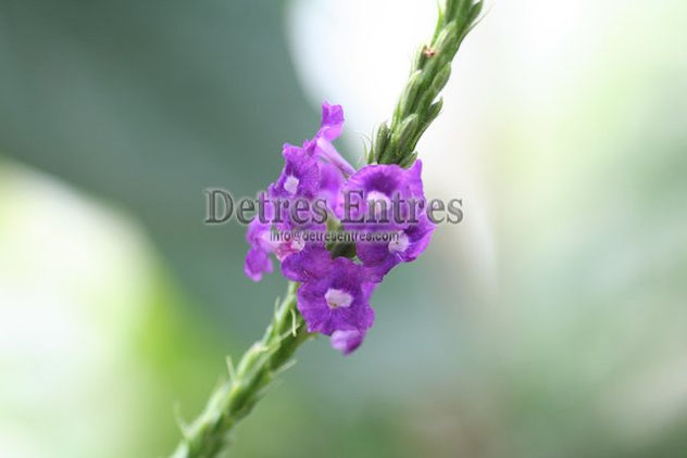 Flores